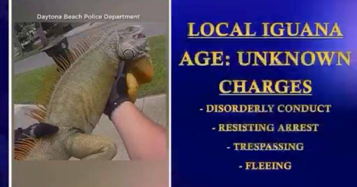 Video shows Florida officers "arresting" iguana for disturbing the peace: "Just another day on patrol"