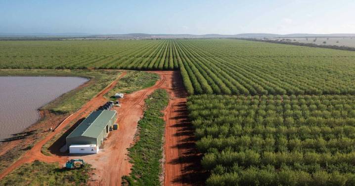 Major almond operation in the Riverina with water rights for sale