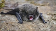 Bat found in Orange is positive for rabies; precautions urged for people and pets
