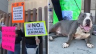 Rescatistas Protestan en Juzgados tras Liberación de Presunto Agresor de Pitbulls en Tijuana
