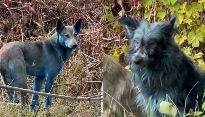 Alerta en Chernóbil por la aparición de perros azules