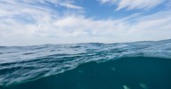 What scientists saw underwater in Florida left them “shocked” 
