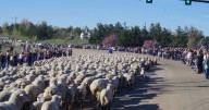 1,300 sheep set to cross ID-55 Saturday morning