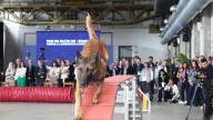 Las fotos de la exhibición de la Unidad Canina de la UME en Ponferrada