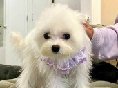 Vendía cachorros de raza de diseño importados por hasta 38.000 dólares desde un apartamento