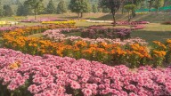‘This is beyond my imagination’: Kashmir’s first chrysanthemum garden is now in full bloom
