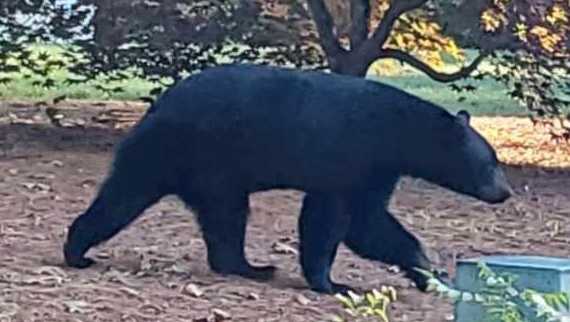 Townsend police issues warning after black bear attacks neighbor's farm animals