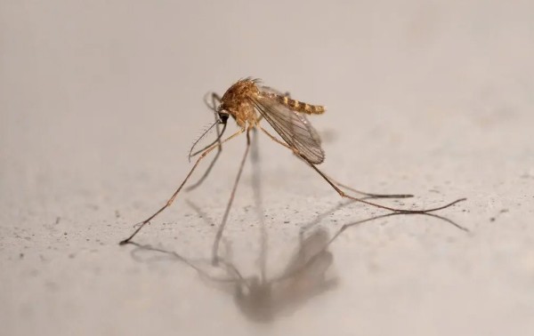Los mosquitos llegan a Islandia por primera vez en la historia