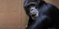 ‘Gaining strength each day’ | Zoo Knoxville chimpanzee recovering after historic spinal surgery