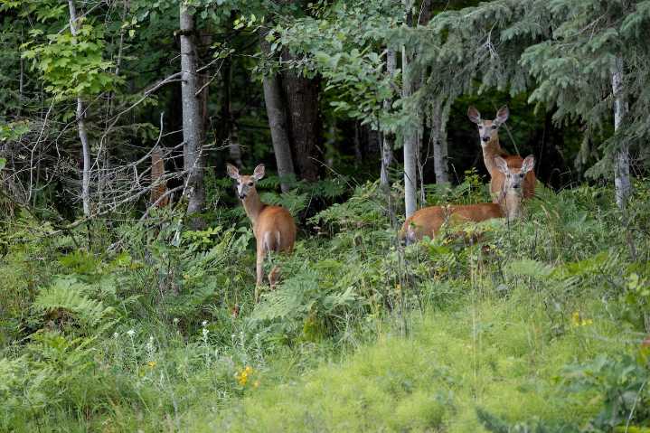 This remote Michigan island is being eaten up by too many hungry deer