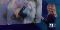 WATCH: Roam’s handler gives update as Colorado Springs K9 returns home