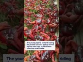Millions of red crabs migrate across Australia's Christmas island