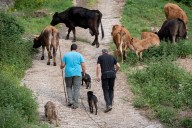 El PP propone una ley en Asturias para proteger desde el olor del estiércol al mugido de una vaca