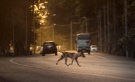 La buscan por abandonar a su perrito: mujer se deshace de sus ‘lomitos’ en la Gustavo A. Madero