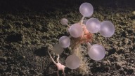 30 New Deep-Sea Species Discovered In Southern Ocean, Including A Carnivorous "Death