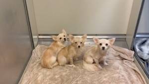 Dogs and cats rescued from ‘hoarder-like’ abandoned apartment