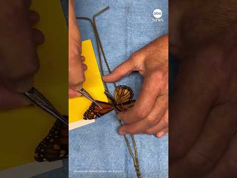 Monarch butterfly gets wing transplant, continues migration