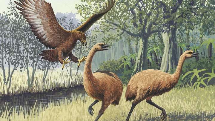 Así era el águila más grande que jamás ha existido: 3 metros de envergadura