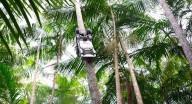 Presentan inédito robot recolector que sube las palmeras en la Amazonia