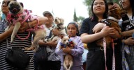 Paso histórico: Inauguran el primer consultorio jurídico del país para defender los derechos de los animales