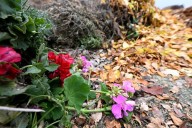What to do with falling leaves in Loveland