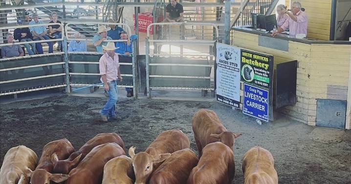 Angus feeder cattle hold their value at the Grafton store sale