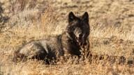 4 wolves in Northern California killed over livestock attacks