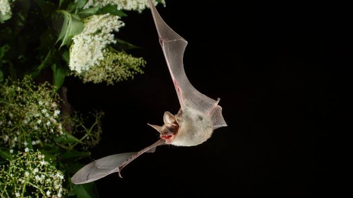 Bat in Orange tests positive for rabies; residents asked to report contact