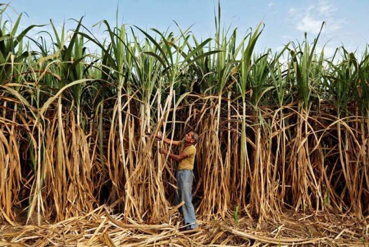 On Diwali eve, Haryana hikes sugarcane rates from Rs 400 to Rs 415 per quintal