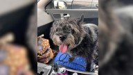 Illinois Dog Adopted 13 Years Ago Mysteriously Returns To The Shelter That Once Saved Her