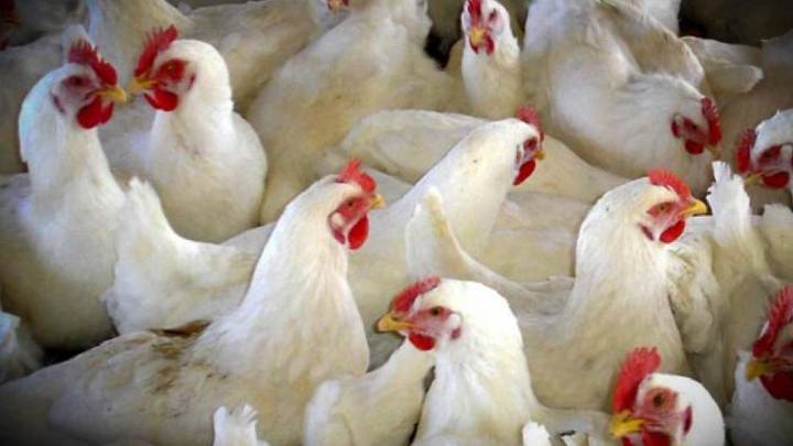 Aragón confina las granjas de gallinas al aire libre para frenar la gripe aviar