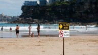 Authorities reveal cause of mystery debris balls which washed up on Sydney beaches in gross phenomenon