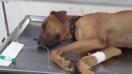 Brave dog in Kerala battles cobra to save owner, survives venomous bite