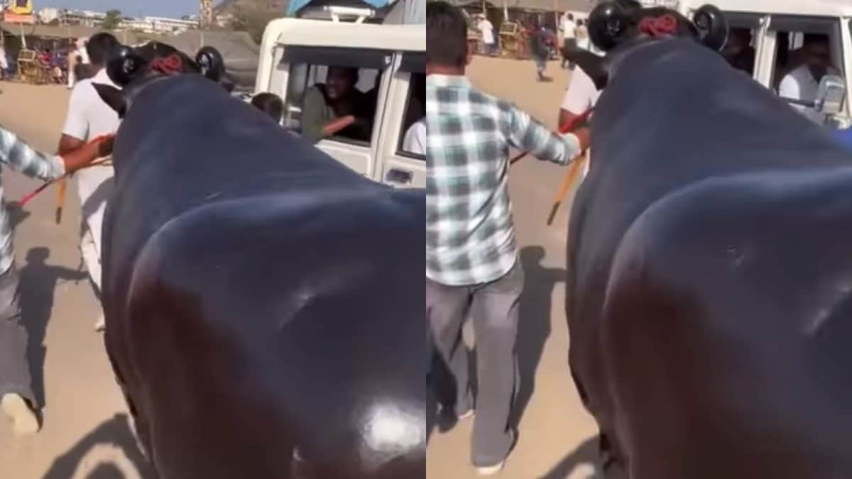 Rs 23 Crore Buffalo From Haryana Spotted At Pushkar Mela: ‘Eski Skin Toh Actresses Se Bhi Zyada Chamak Rahi Hai’