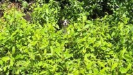Mississippi Woman Notices A Furry Shape In The Grass And Uncovers A Surprising Secret