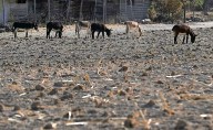 Cae producción de cereales en México, alerta la FAO