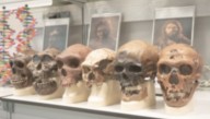 Scientists Gave Mice Neanderthal And Denisovan Genes. The Results Were Intriguing
