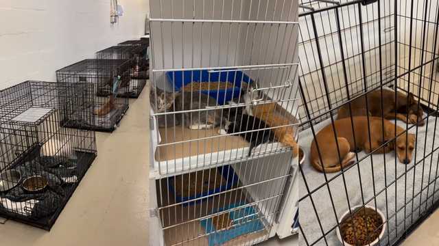 Seminole County Animal Services over capacity due to intakes