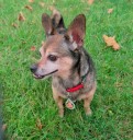 Leo & Friendz Pet Care To Offer Mobile Dog Grooming Services