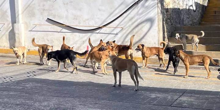 Piden en Huautla frenar compra y abandono de perros