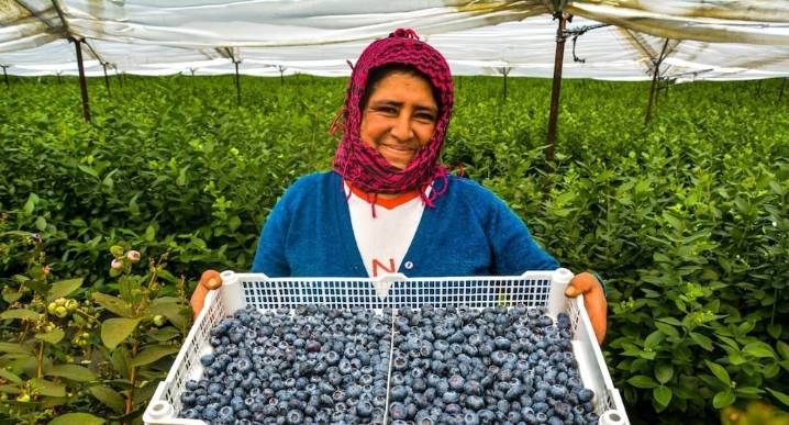 Piura contribuye al liderazgo del Perú como principal exportador de arándanos