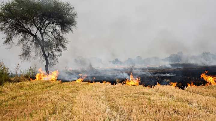 308 stubble burning cases in Punjab since Sept 15; Tarn Taran records maximum