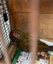 Bomberos de Colima rescatan guacamaya en coordinación con PROFEPA