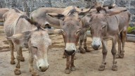 China Kills Millions Of Donkeys Every Year For A ‘Miracle’ Medicine You Won’t Believe