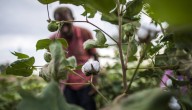 Ministerio de Agricultura responde a inconformidades del sector productor de algodón