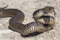 Boy, 11, Died of Snakebite After Dad Thought He'd Been Drinking Alcohol