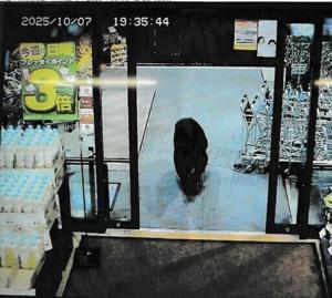 Bear injures two in Japan supermarket, man killed in separate attack