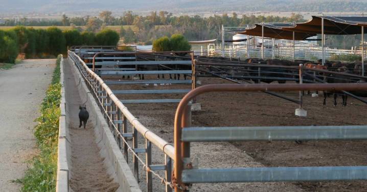 Feedlot study: feral pigs found on site five hours a night