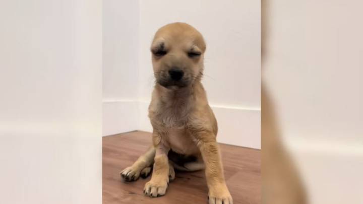 California Dog With Head Injuries Overcomes Abuse Thanks To Devoted Rescuer