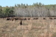 White Earth Nation expands bison herd in northwest Minnesota